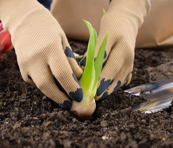 How To Plant A Tulip