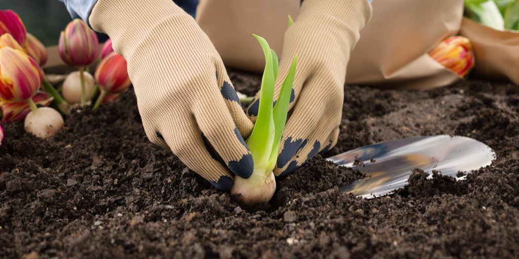 Tulip bulbs, trowel, soil, and gardening gloves.