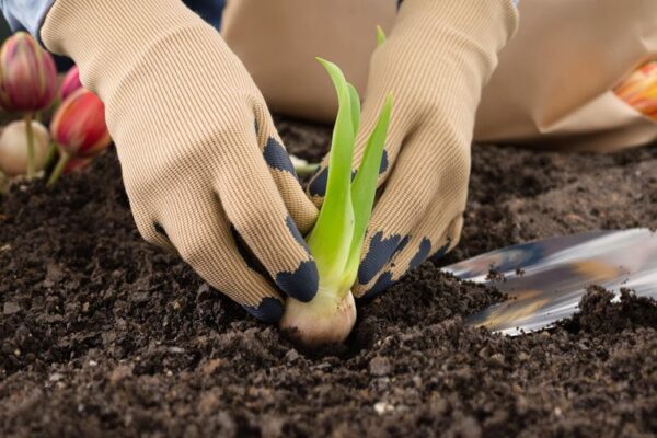 How to plant a tulip Tulip bulbs, trowel, soil, and gardening gloves.
