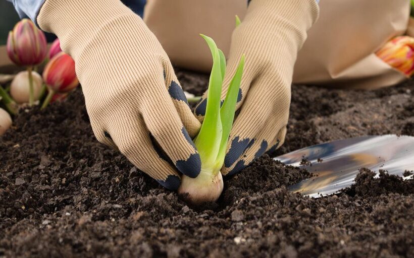 How to plant a tulip Tulip bulbs, trowel, soil, and gardening gloves.