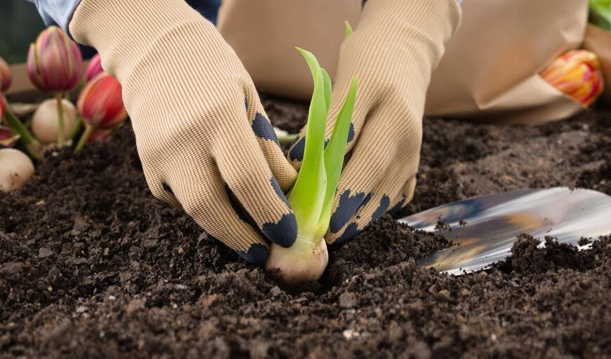 How to plant a tulip